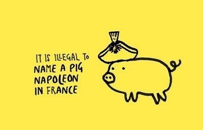 Napoleon Pig image