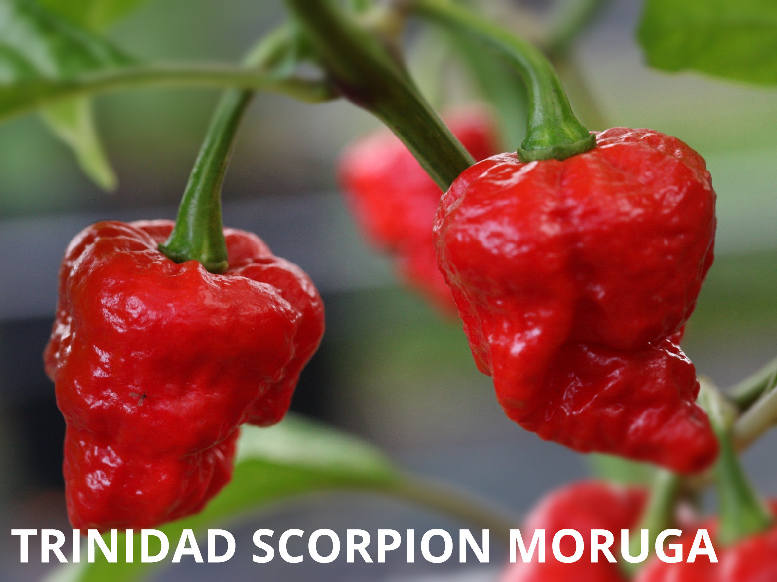 Trinidad Scorpion Moruga