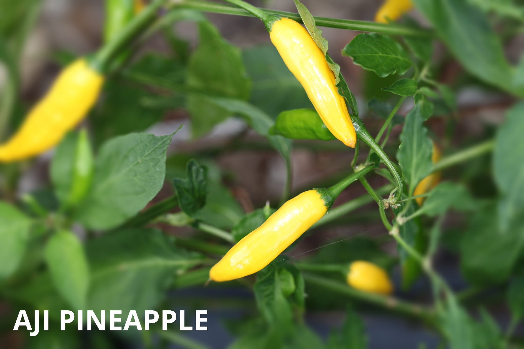 Aji Pineapple