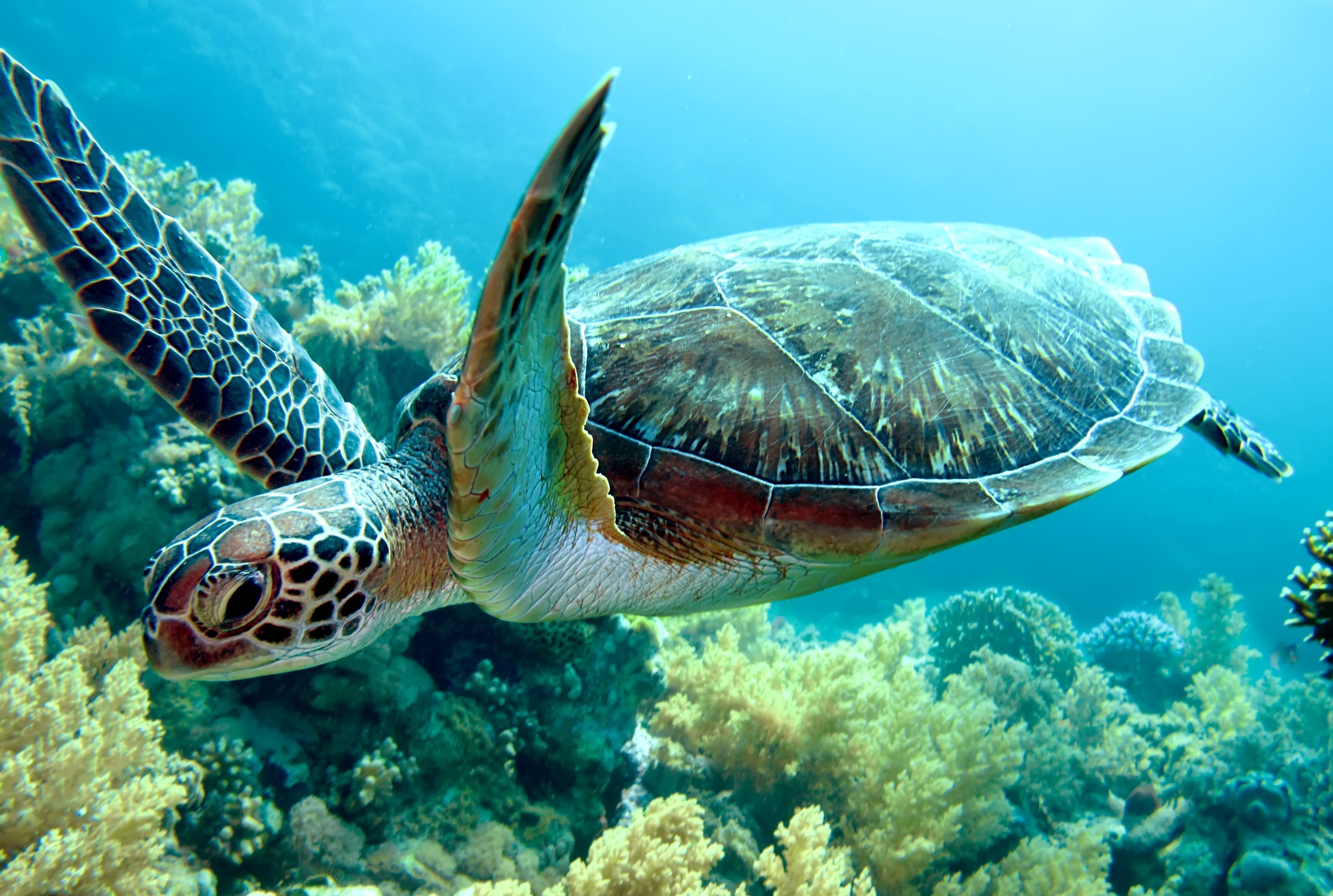 https://simplycubatours.com/product/simply-cuba-scuba-photo-tour/