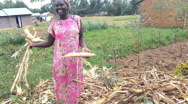matsakha woman picking maize